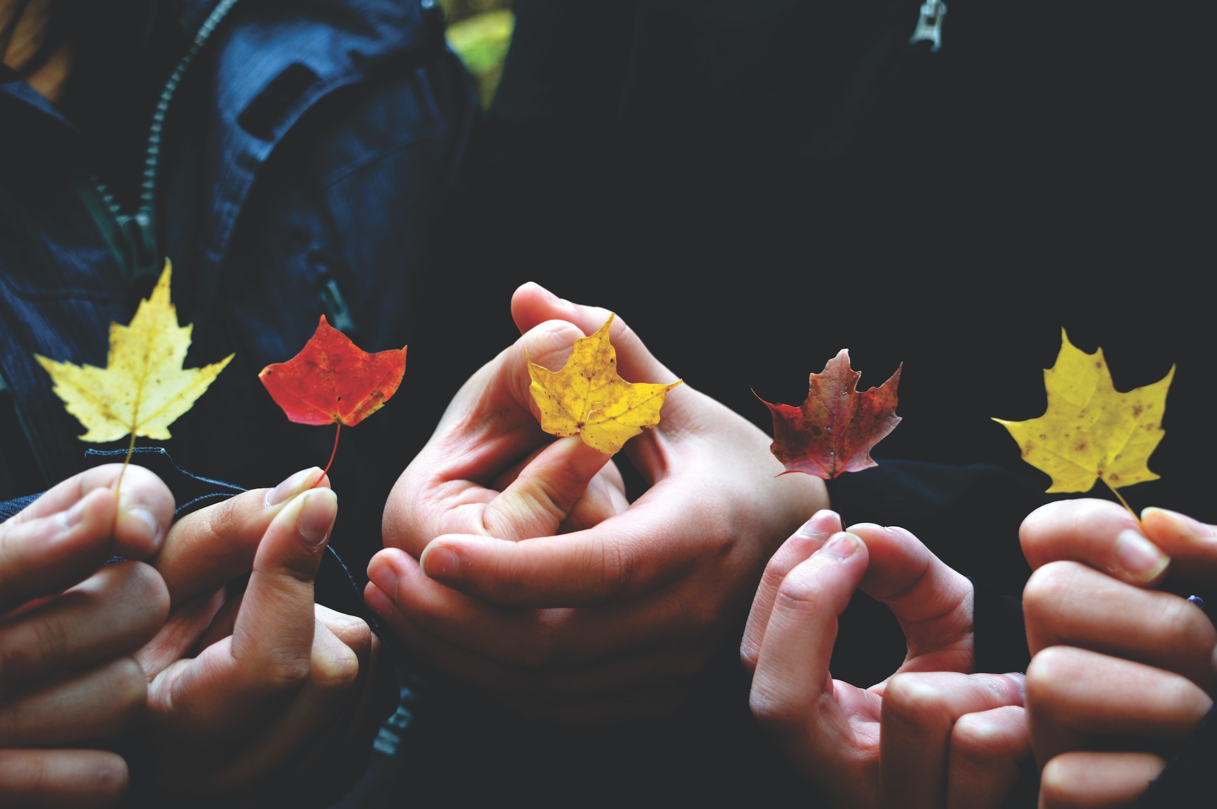 Hands holding leaves.